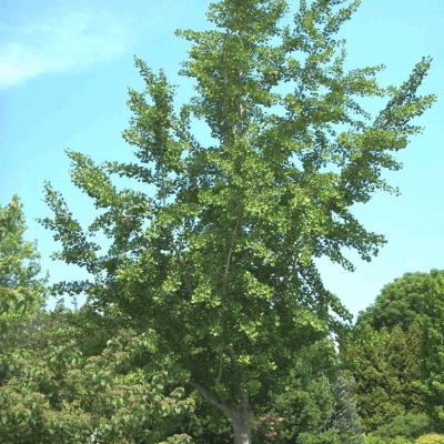 Princeton Sentry™ Ginkgo (Ginkgo biloba 'Princeton Sentry') - 2 gallon 36"