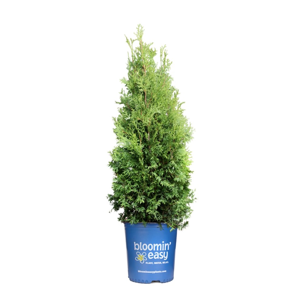 Private Jet™ Arborvitae (Thuja occidentalis 'King of Brabant') - 3 gallon 18"