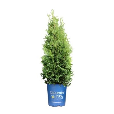 Private Jet™ Arborvitae (Thuja occidentalis 'King of Brabant') - 3 gallon 18"