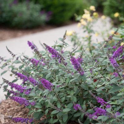 Proven Winner® Color Choice® Lo & Behold® Blue Chip Jr Butterfly Bush (Buddleia '‘Blue Chip Jr’') - QT