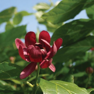Proven Winners® Color Choice® Aphrodite Sweetshrub (Calycanthus x 'Aphrodite') - 3 gallon 15"