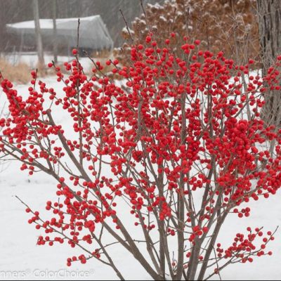 Proven Winners® Color Choice® Berry Poppins® Winterberry Holly (Ilex verticillata '‘Farrowbpop’') - QT