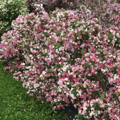Proven Winners® Color Choice® Czechmark Trilogy® Weigela (Weigela FLORIDA 'VUKOZGemini') - QT