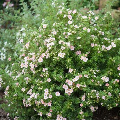 Proven Winners® Color Choice® Happy Face® Pink Paradise Cinquefoil (Potentilla fruticosa '‘Kupinpa’') - QT
