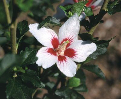 Proven Winners® Color Choice® Lil’ Kim® Rose Of Sharon (Hibiscus syriacus ‘Antong Two’) - 2 gallon