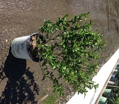Proven Winners® Color Choice® Lil’ Kim® Violet Rose of Sharon (Hibiscus syriacus ‘SHIMRV24’) - 2 gallon