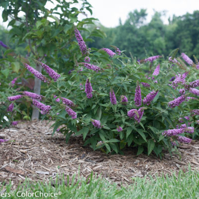 Proven Winners® Color Choice® Lo & Behold® Pink Micro Chip Butterfly Bush (Buddleia '‘Pink Micro Chip’') - QT
