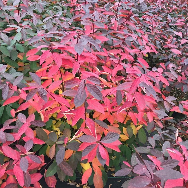 Proven Winners® Color Choice® Scentlandia Sweetspire (Itea virginica '‘Smnivdfc’') - QT