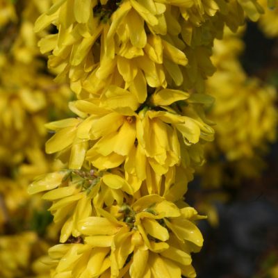 Proven Winners® Color Choice® Show Off Starlet® Forsythia (Forsythia x ‘Minfor6’) - QT