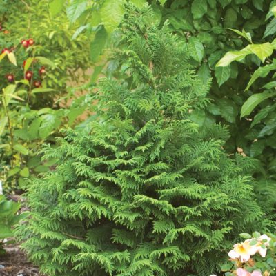 Proven Winners® Color Choice® Soft Serve® False Cypress (Chamaecyparis pisifera ‘Dow Whiting’) - QT
