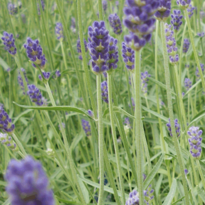 Provence Lavender (Lavandula x 'Provence') - 3QT