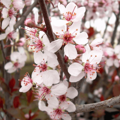 Prunus x cistena