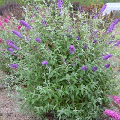 Psychedelic Sky™ Butterfly Bush (Buddleia psychedelic 'Sky') - 2 gallon