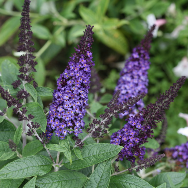 Pugster Blue® Butterfly Bush
(Buddleia 'Pugster Blue') - QT