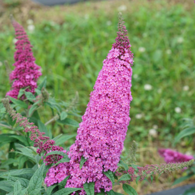 Pugster Pinker® Butterfly Bush (Buddleia 'Pugster Pinker') - 3 gallon