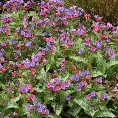 Pulmonaria 'Dark Vader'
