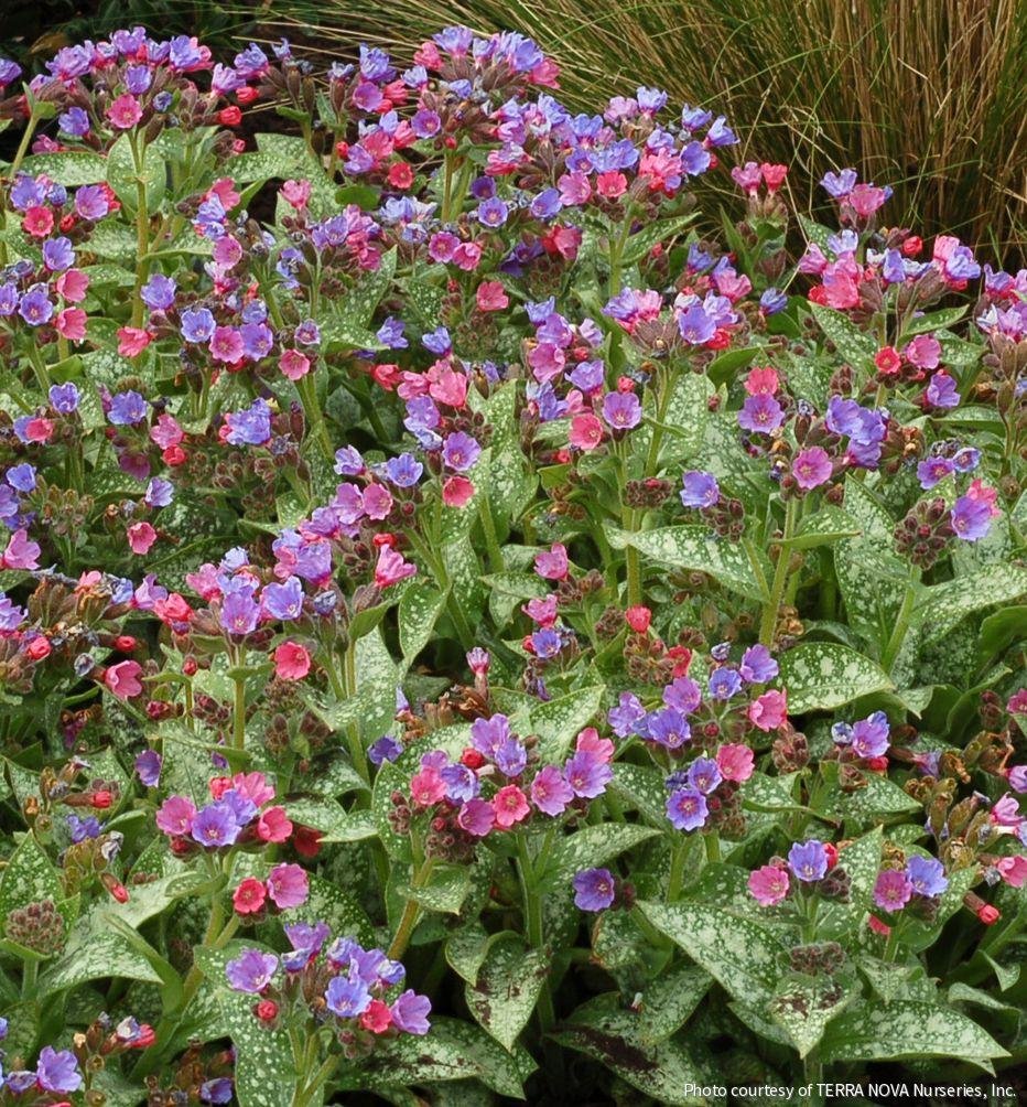 Pulmonaria 'Dark Vader'