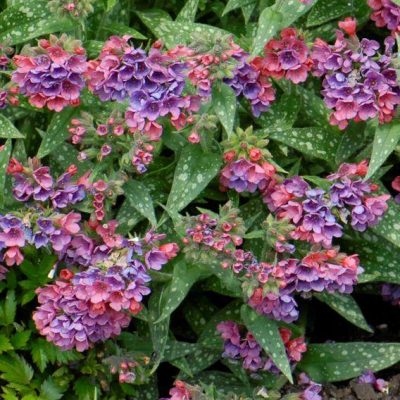 Pulmonaria l. 'Raspberry Splash'