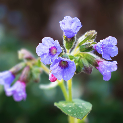 Pulmonaria