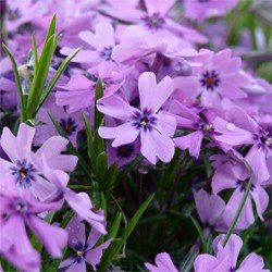 Purple Beauty Creeping Phlox (Phlox subulata 'Purple Beauty') - 1 gallon