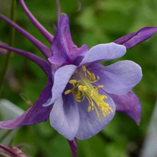 Purple Blue Colmbine (Aquilegia 'Earlybird Purple Blue') - QT