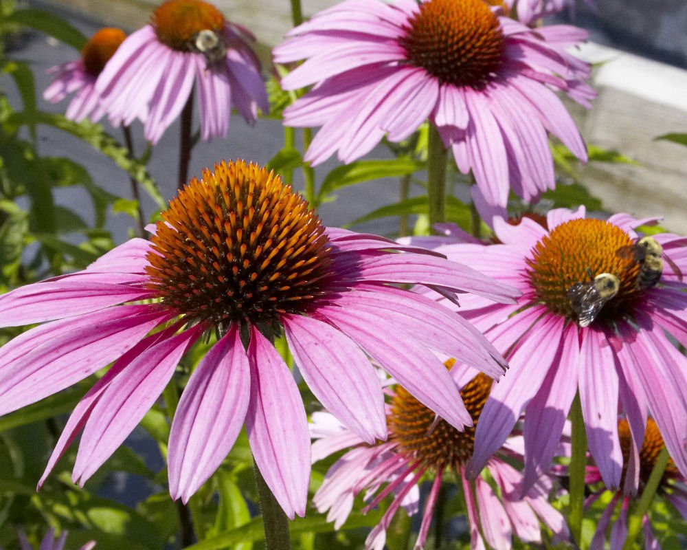 Purple Coneflower (Echinacea purpurea 'Magnus') - 3QT