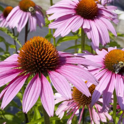 Purple Coneflower (Echinacea purpurea 'Magnus') - 3QT