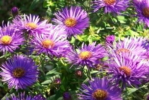 Purple Dome Aster (Aster novi-belgii 'Purple Dome') - 1 gallon