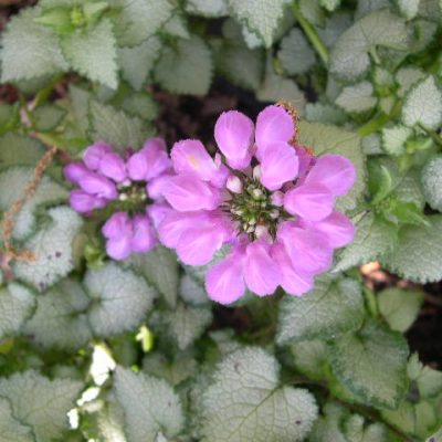 Purple Dragon Spotted Deadnettle (Lamium M 'Purple Dragon') - QT