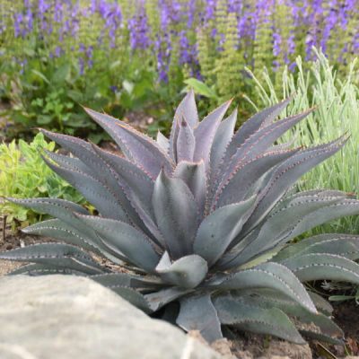 Purple People Eater Mangave (Mangave 'Purple People Eater') - QT