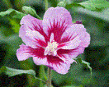 Purple Pillar® Rose of Sharon (Hibiscus syriacus 'Purple Pillar') - QT