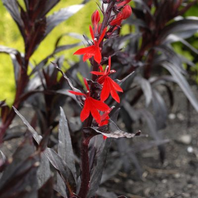 Queen Victoria Cardinal Flower (Lobelia x speciosa 'Queen Victoria') - QT