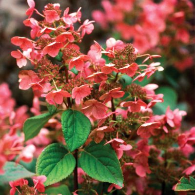 Quick Fire® Panicle Hydrangea (Hydrangea paniculata 'Bulk') - 3 gallon