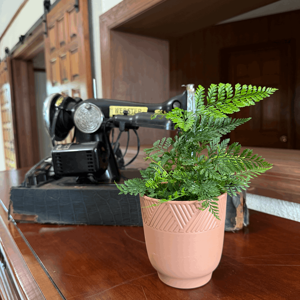 Rabbits Foot Footed Fern (Davallia Fejeensis) - 4 Inch Indoor Houseplant - Image 3