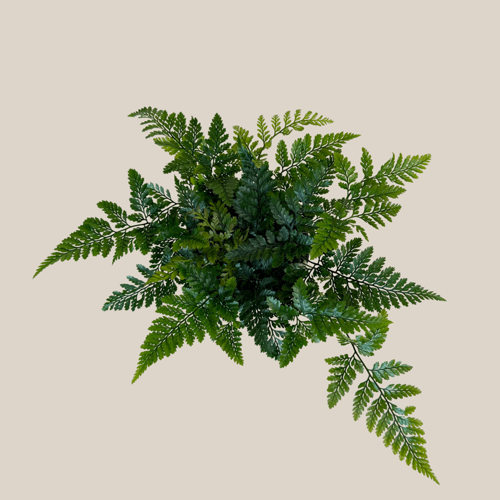 Rabbits Foot Footed Fern (Davallia Fejeensis) - 4 Inch Indoor Houseplant - Image 4