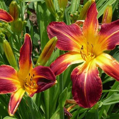 Rainbow Rhythm® 'Ruby Spider' Daylily (Hemerocallis ruby 'Ruby Spider') - 1 gallon