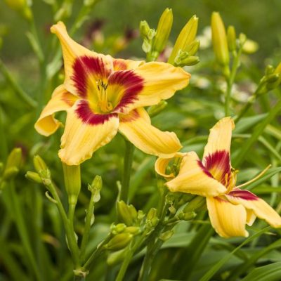 Rainbow Rhythm® 'Tiger Swirl' Daylily (Hemerocallis 'Rainbow Rhythm Tiger Swirl') - 1 gallon