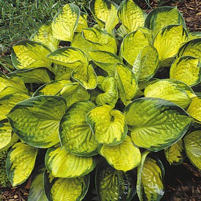 Rainforest Sunrise Plantain Lily (Hosta rainforest 'Sunrise') - 1 gallon