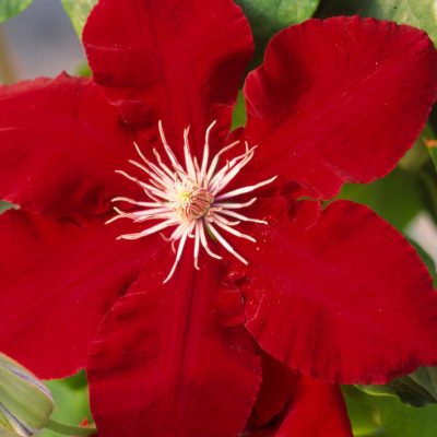 Rebecca™ Clematis (Clematis rebecca 'Rebecca') - 1 gallon