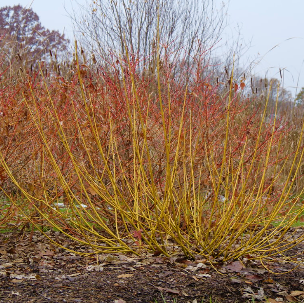 Red-Osier Dogwood
(Cornus stolonifera 'Arctic Fire Yellow') - QT