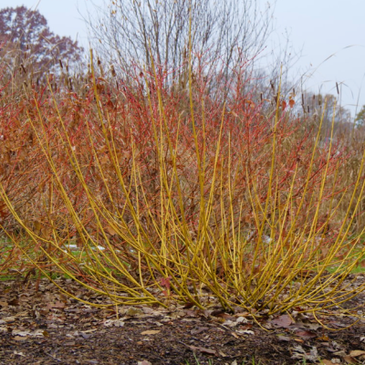 Red-Osier Dogwood (Cornus stolonifera 'Arctic Fire Yellow') - QT