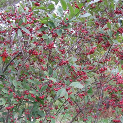 Red Chokeberry (Aronia arbutifolia 'Brilliantissima') - QT