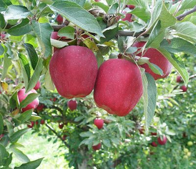 Red Delicious Apple (Malus 'Fruit Red Delicious') - 3 gallon 36" TREE