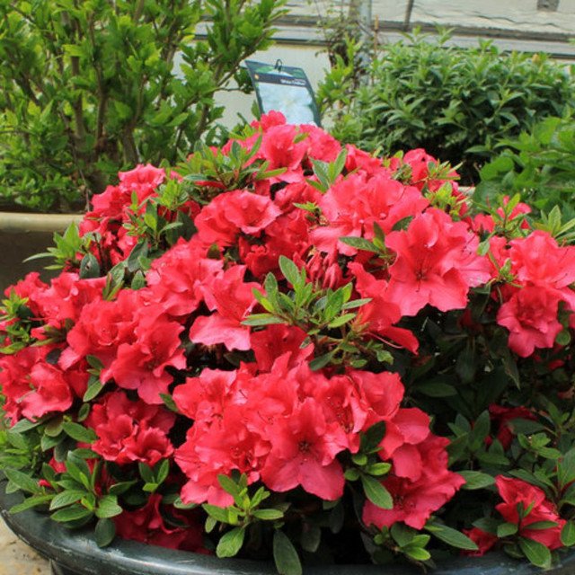 Red Demon Azalea (Azalea 'Exbury Red Demon') - 3 gallon