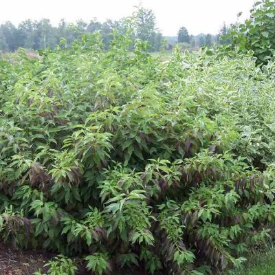 Red Gnome® Siberian Dogwood (Cornus alba 'Regnzam') - 3 gallon 15"