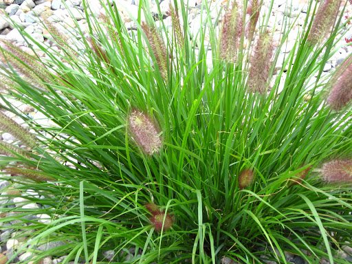 Red Head Fountain Grass (Pennisetum alopecuroides 'Red Head') - 1 gallon
