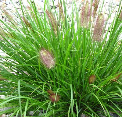 Red Head Fountain Grass (Pennisetum alopecuroides 'Red Head') - 3 gallon