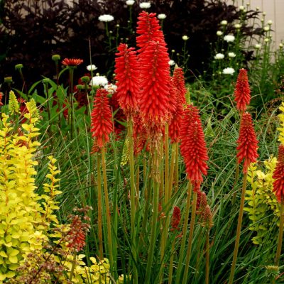 Red Hot Popsicle Dwarf Poker (Kniphofia redhot 'Red Hot Popsicle') - 1 gallon