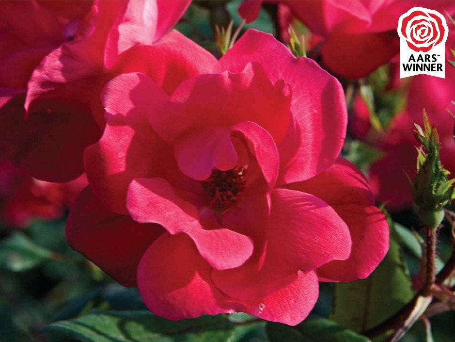 Red Knock Out® Rose (Rosa K.O 'Radrazz') - 3 gallon