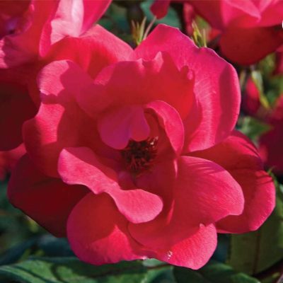 Red Knock Out® Rose (Rosa K.O 'Radrazz') - 3 gallon